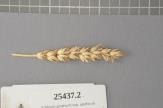 Click for 1 image(s) for this accession. Spike